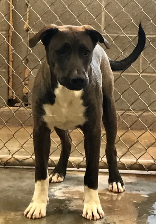 RUFFIE - Labrador Retriever / Pit Bull Terrier available for adoption