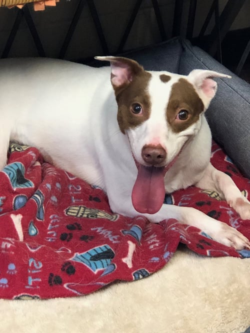 MITZI - Parson Russell Terrier / Pointer available for adoption