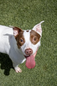 Mitzi - Photo 1