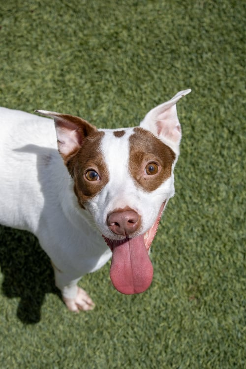 MITZI - Parson Russell Terrier / Pointer available for adoption