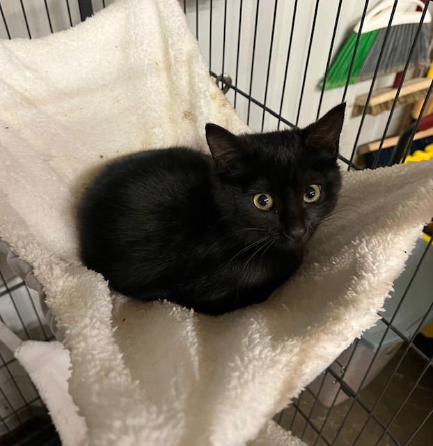 EMILY - Domestic Short Hair available for adoption