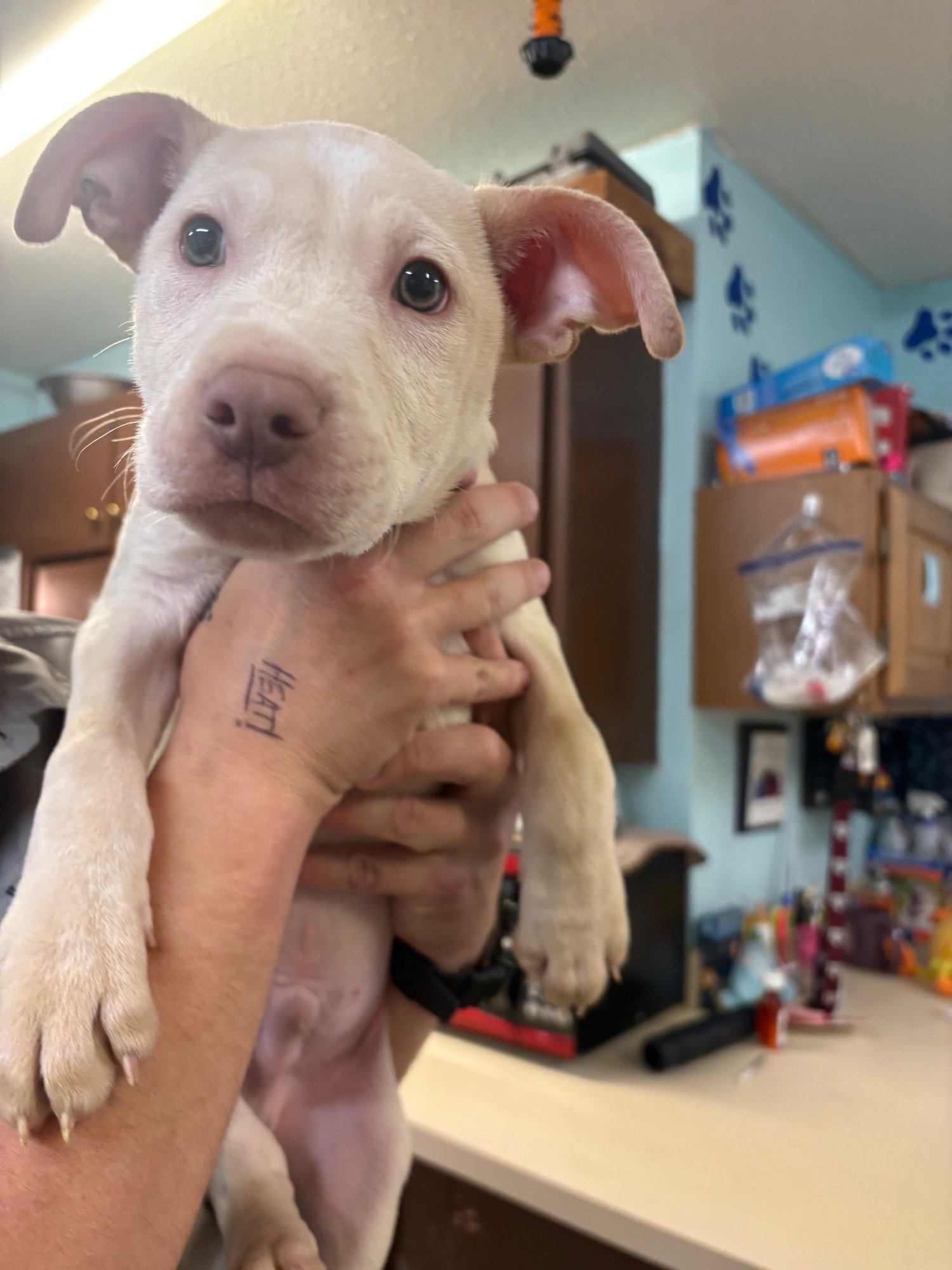 SAWYER - Labrador Retriever / Pit Bull Terrier available for adoption