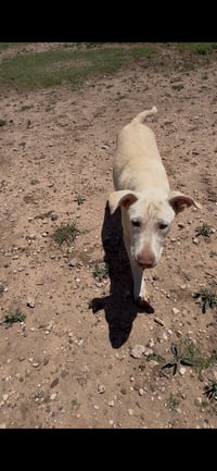 Sawyer - Photo 2