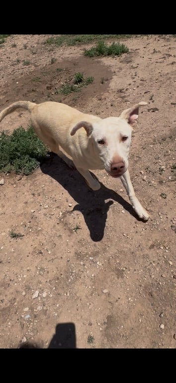 Sawyer Image