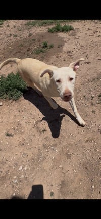 Sawyer - Photo 1