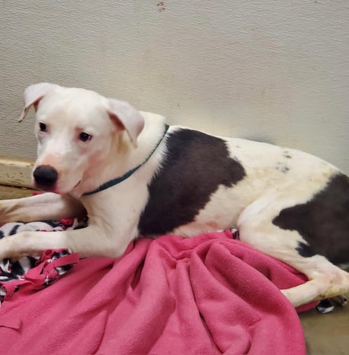 MILES - Labrador Retriever available for adoption
