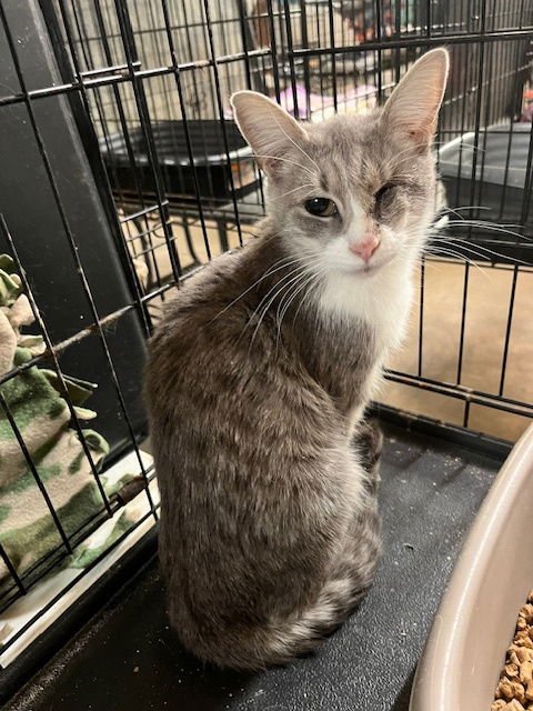 SWEETIE - Tabby available for adoption