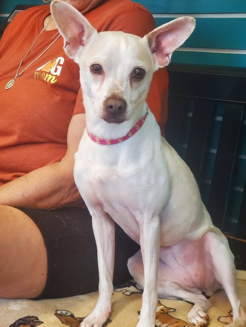 B.B. - Chihuahua available for adoption
