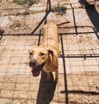 Charlie - Photo 2