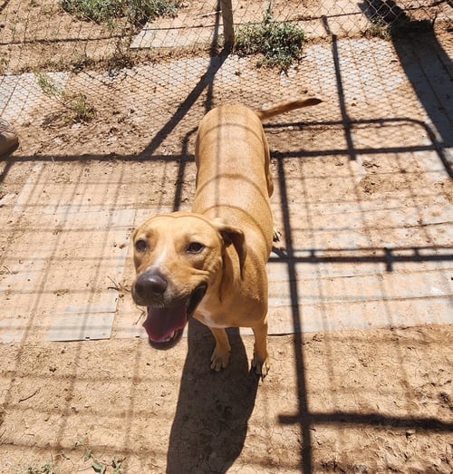 CHARLIE - Labrador Retriever available for adoption