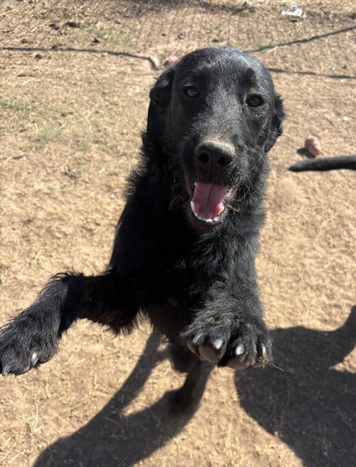 NATALIE - Schnauzer available for adoption