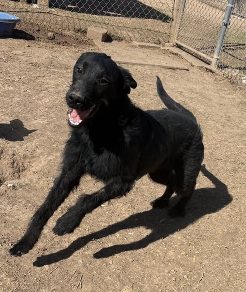 NATALIE - Schnauzer available for adoption