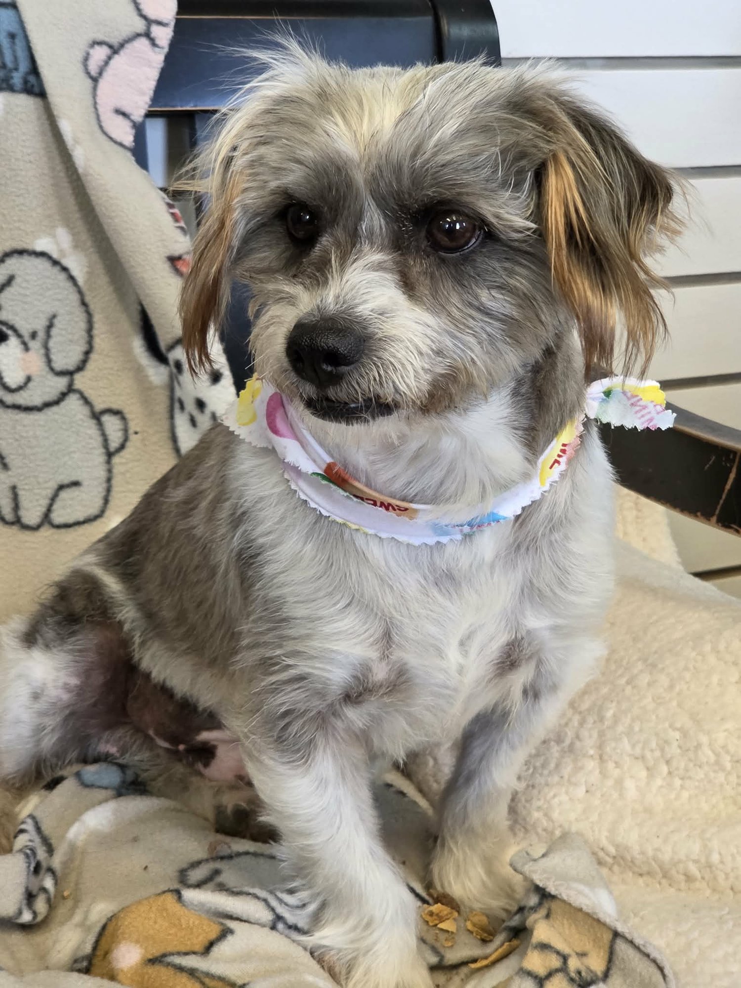 TOBIAS - Shih Tzu available for adoption