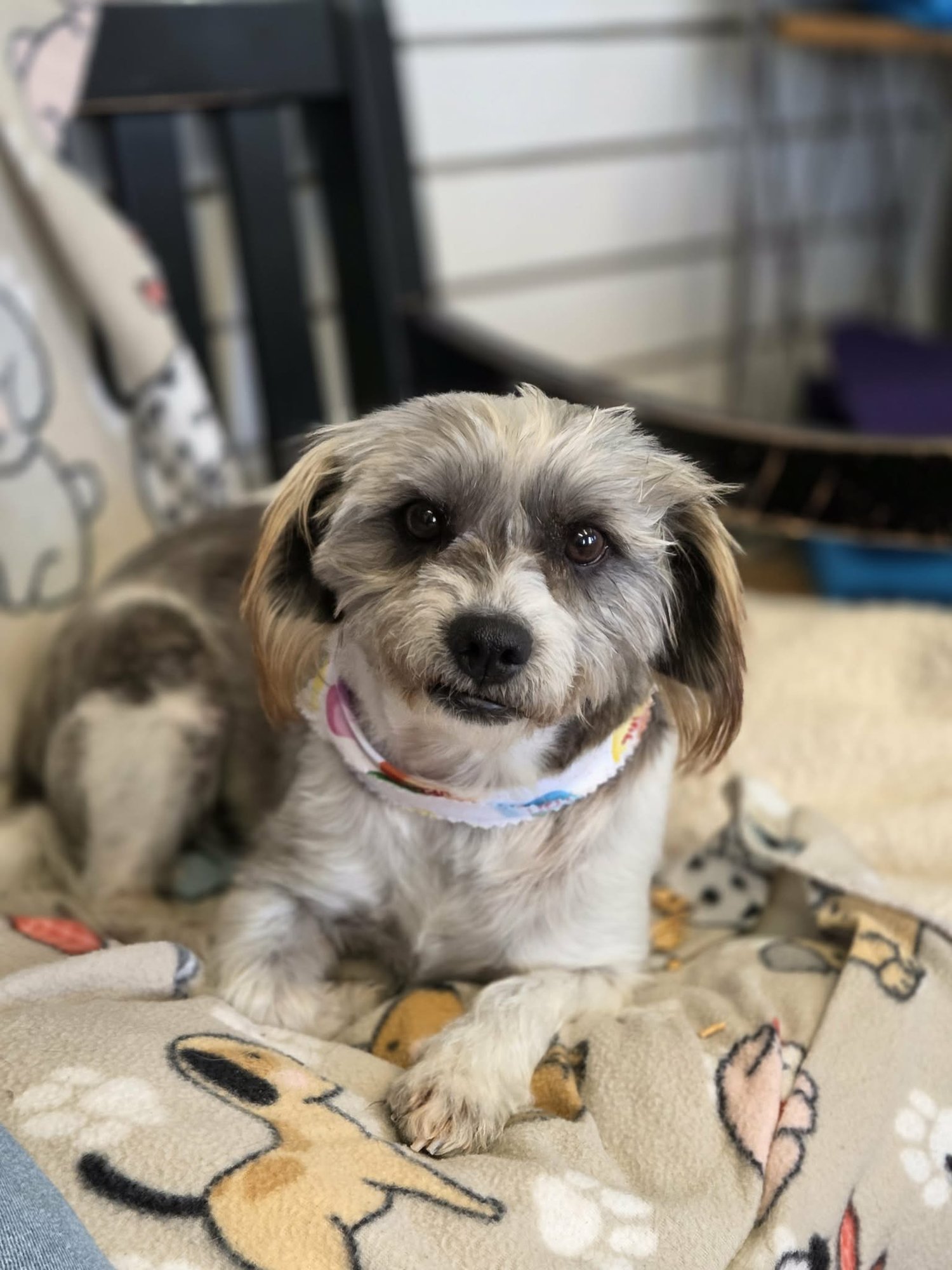 TOBIAS - Shih Tzu available for adoption