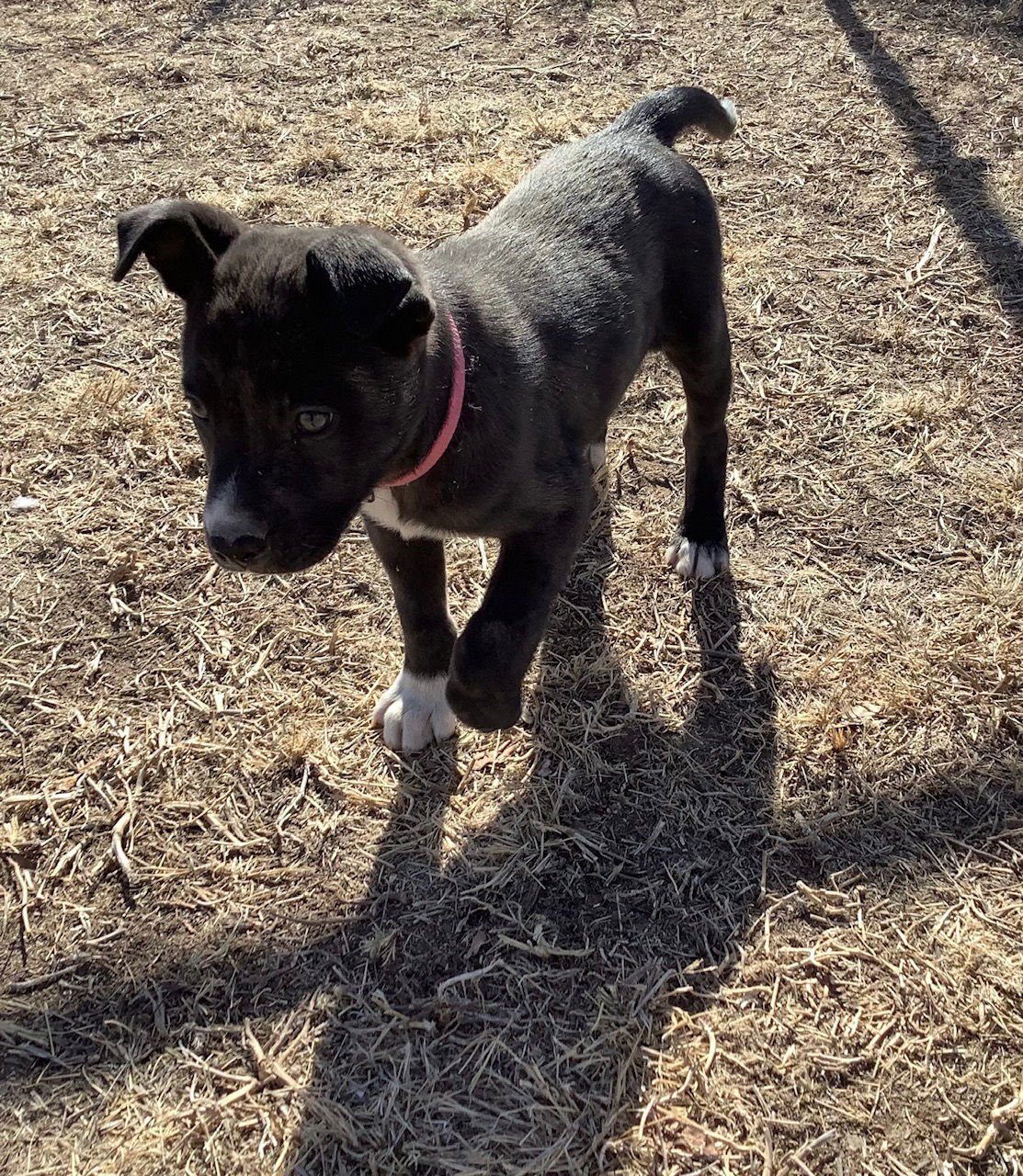 NOVA - Siberian Husky / Pit Bull Terrier available for adoption