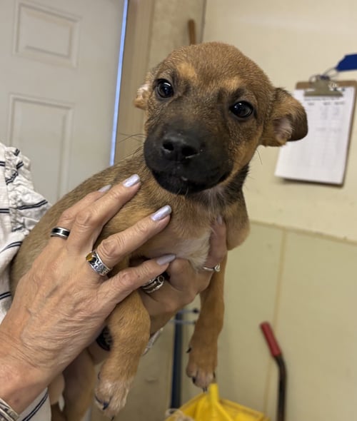 SUNNY - Border Collie / Shepherd available for adoption