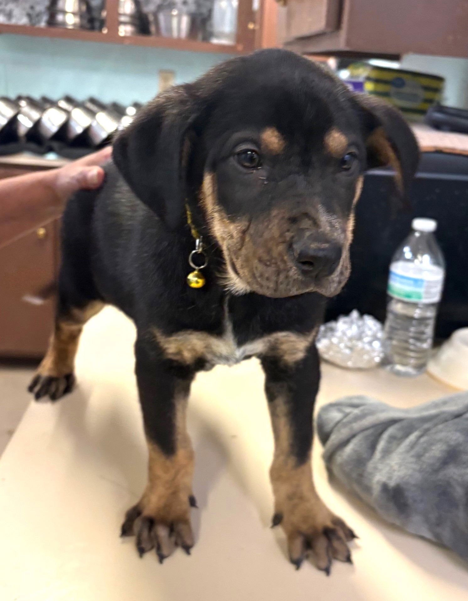 PIERRE - Rottweiler / Australian Shepherd available for adoption