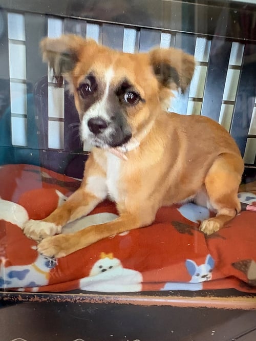 ESME - Terrier for adoption in Amarillo