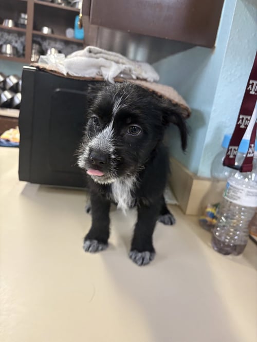 COLTRANE - Terrier available for adoption