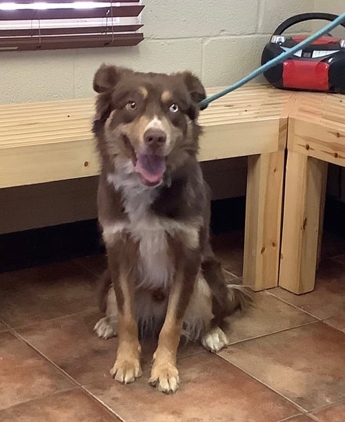 BEAU - Australian Shepherd available for adoption