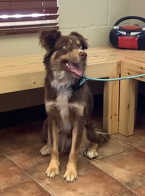 BEAU - Australian Shepherd available for adoption
