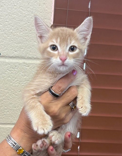 OLLIE - Tabby for adoption in Amarillo