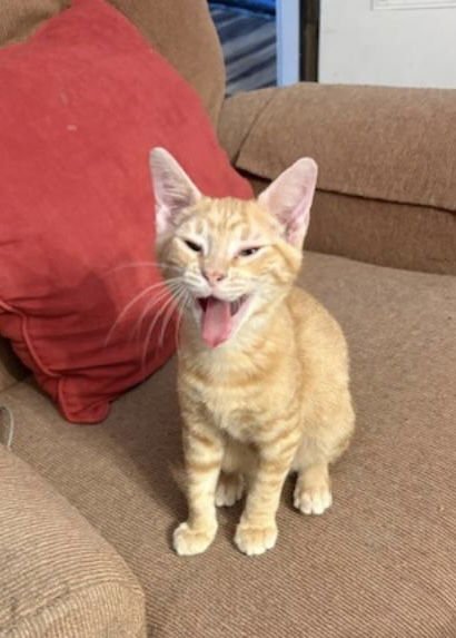 HAMLET - Tabby available for adoption