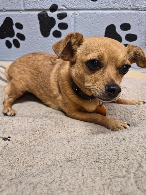 SUNNY - Chihuahua available for adoption