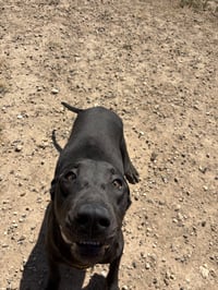 Baloo - Photo 3