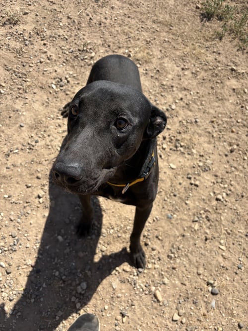 BALOO - Labrador Retriever available for adoption
