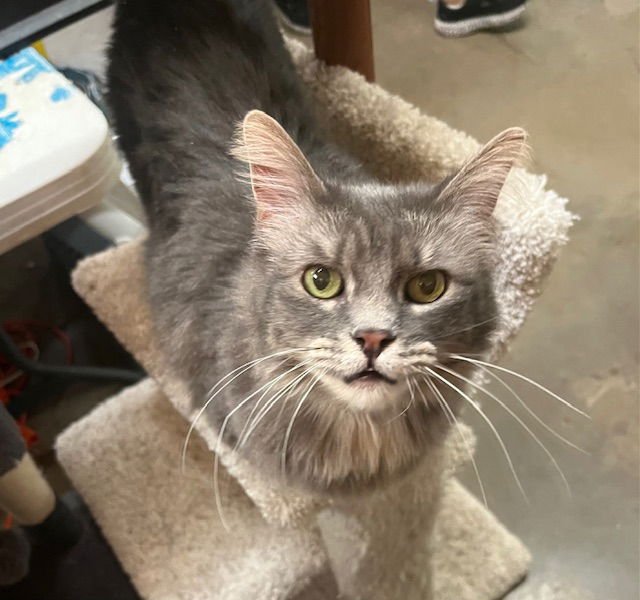 MOLLY - Tabby available for adoption