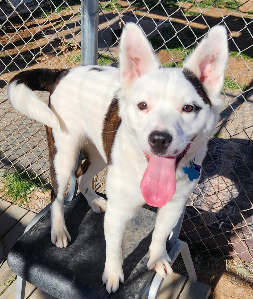 LUNA - Australian Shepherd available for adoption