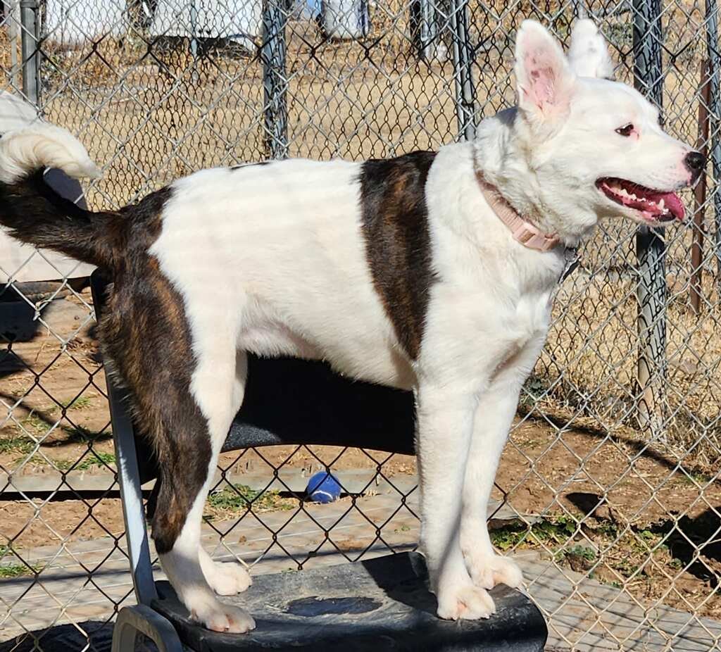LUNA - Australian Shepherd available for adoption