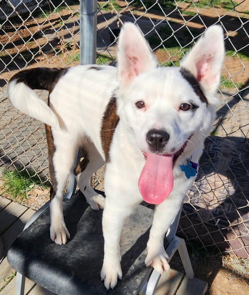 LUNA - Australian Shepherd available for adoption