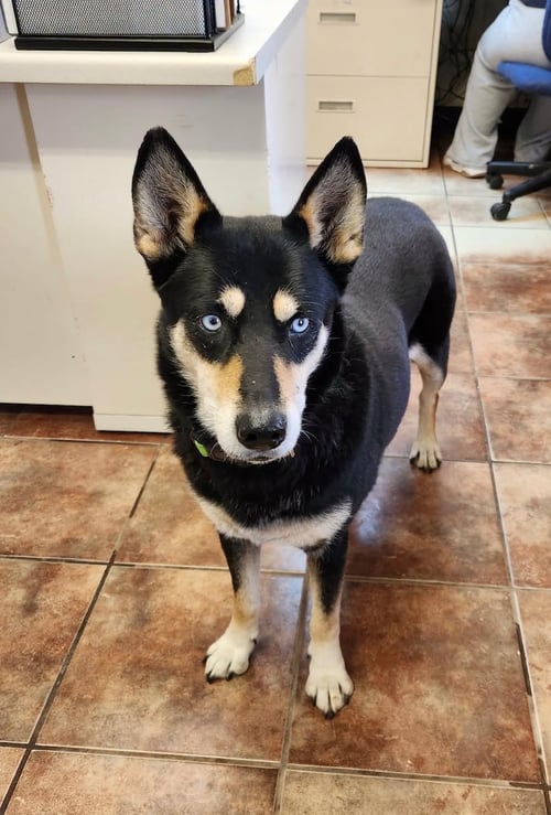 BLUE - Husky available for adoption