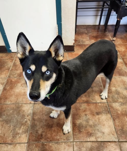 BLUE - Husky available for adoption