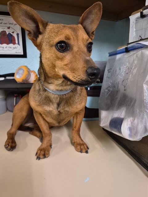 FELIPE - Chihuahua / Dachshund available for adoption
