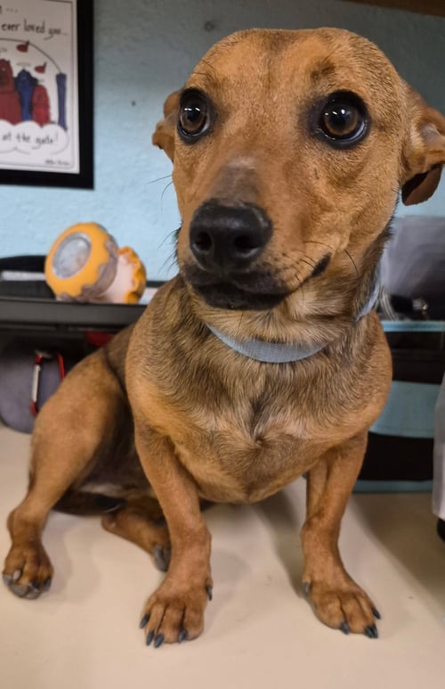 FELIPE - Chihuahua / Dachshund available for adoption