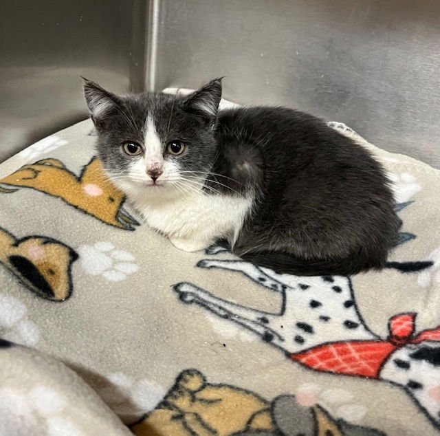 BONNIE - Domestic Short Hair available for adoption