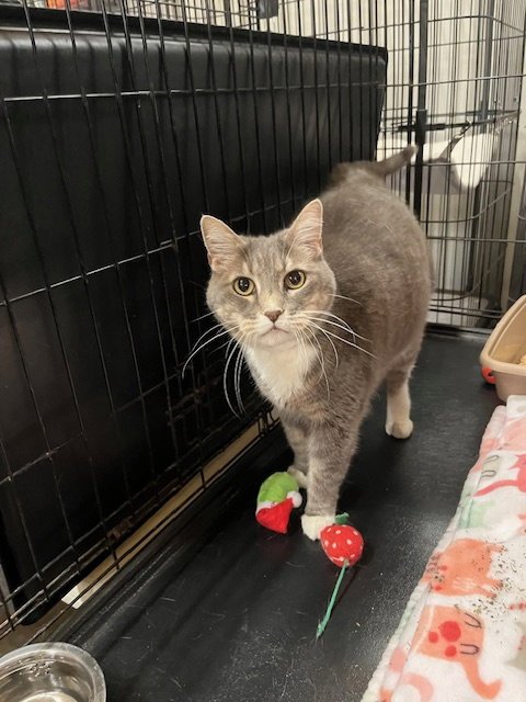 KATIE - Tabby available for adoption