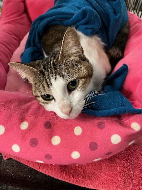 BABY CAT - Tabby available for adoption