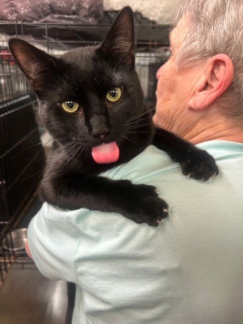 PADDY - Domestic Short Hair available for adoption