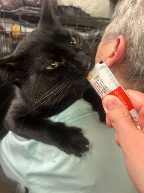 PADDY - Domestic Short Hair available for adoption