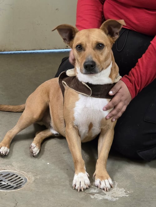 BROOKS - Carolina Dog available for adoption