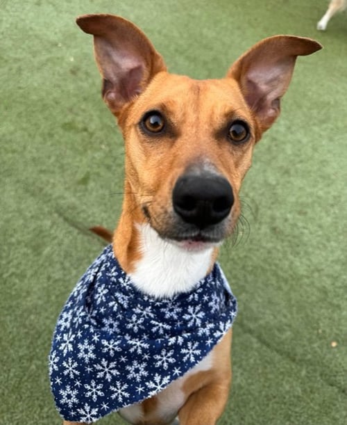 BROOKS - Carolina Dog available for adoption