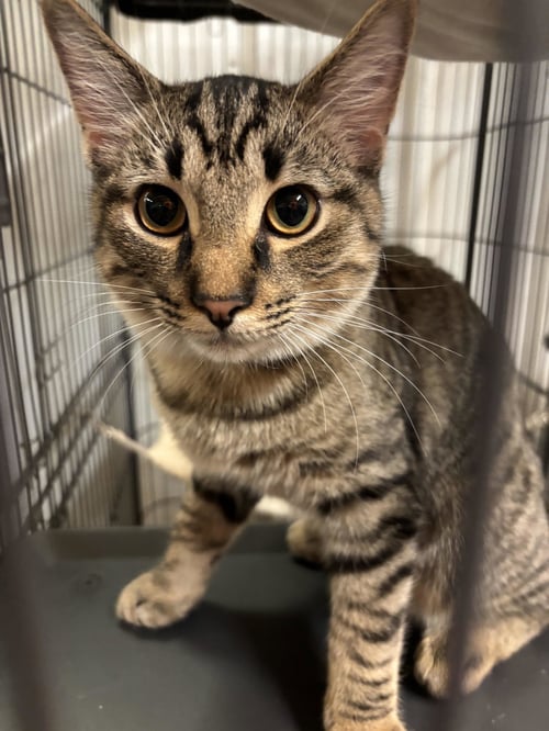 PETEY - Tabby for adoption in Amarillo