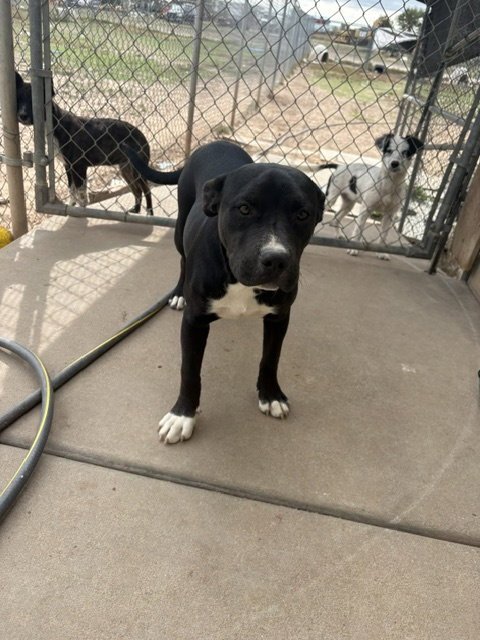 LEILA - Staffordshire Bull Terrier available for adoption