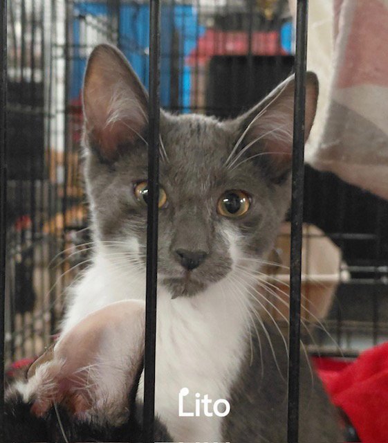 Lito Image