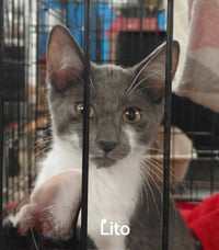 Lito - Photo 1