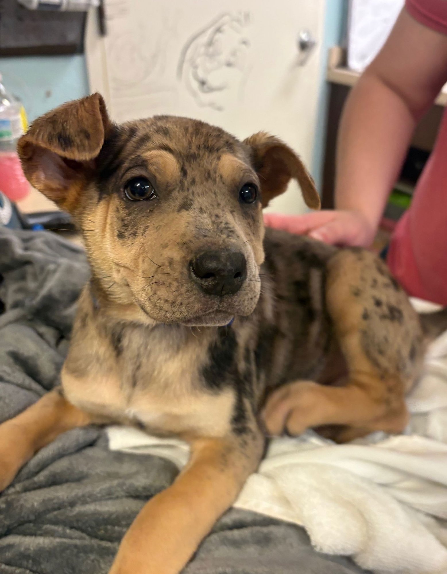 LELE - Rottweiler / Australian Shepherd available for adoption